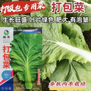 东北打包菜种子春秋两季栽培打饭包专用种子饭包菜种籽农家小菜园