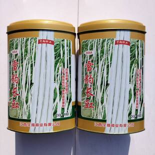 雪豹长豇春秋白豇豆种子脆嫩长豆角杂交高产小五叶四季白豆角种子