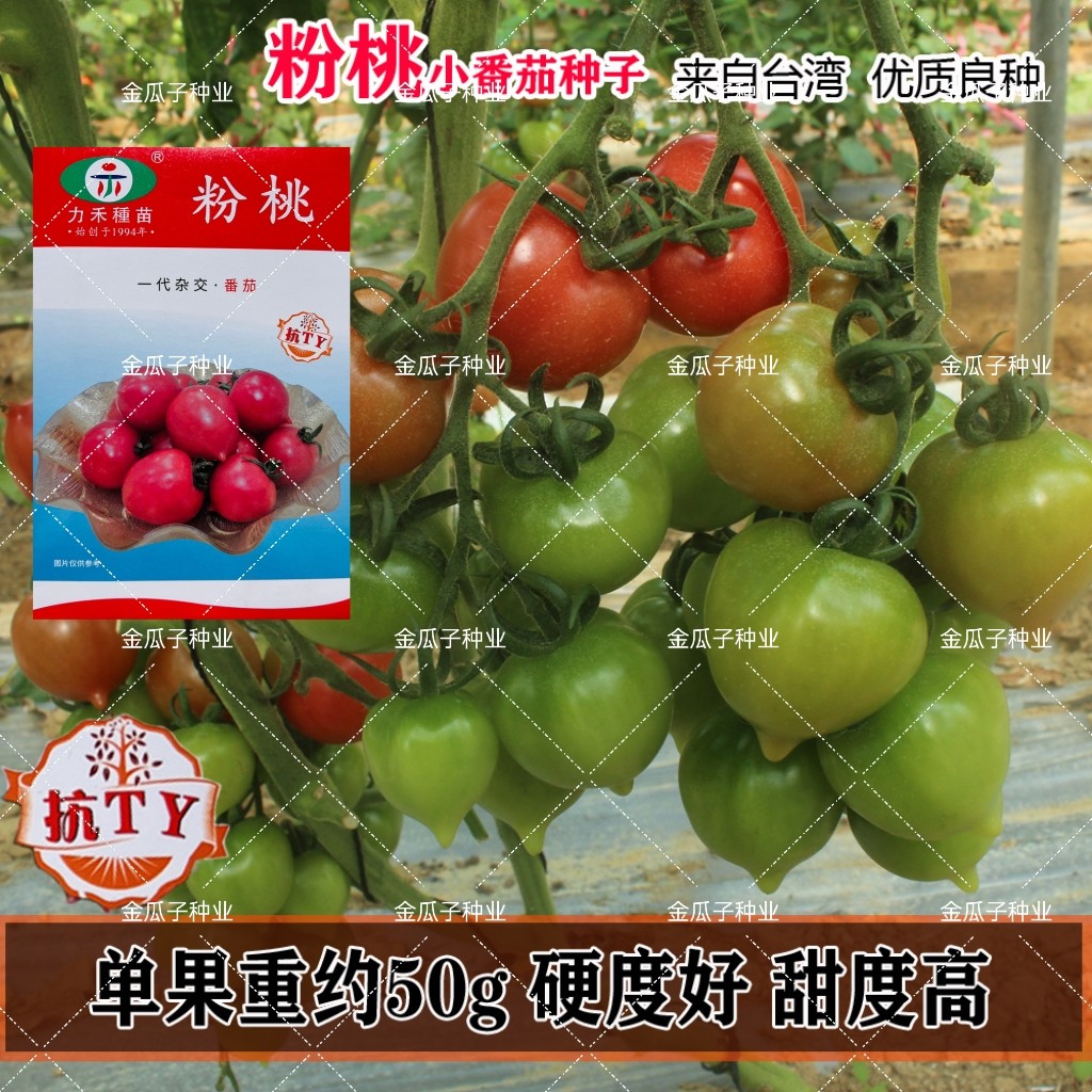 粉桃番茄种子无限生长小番茄种籽高产抗病桃型西红柿四季阳台盆栽