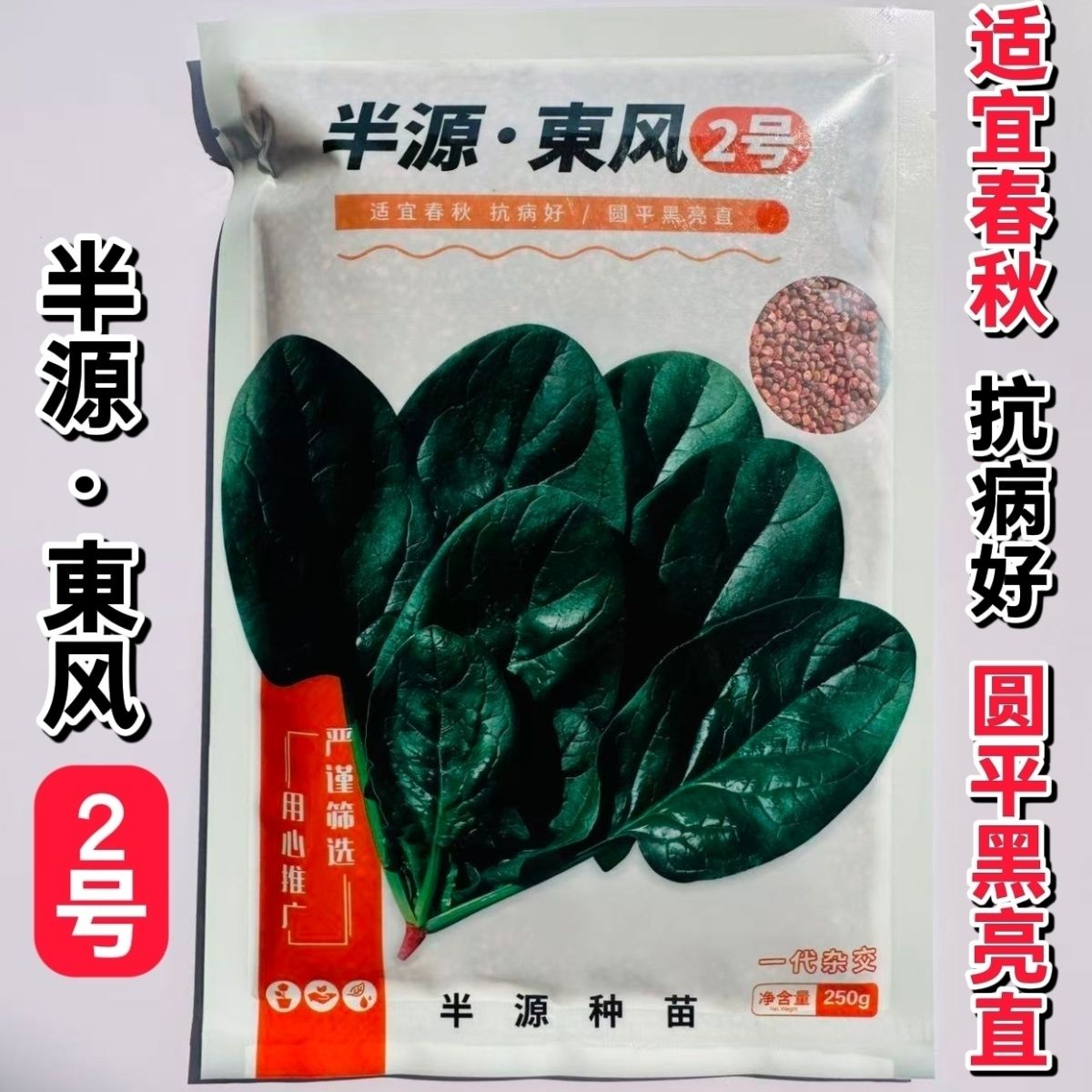 进口半源东风2号菠菜种子春秋播早熟圆叶黑油亮杂交种籽蔬菜种孑