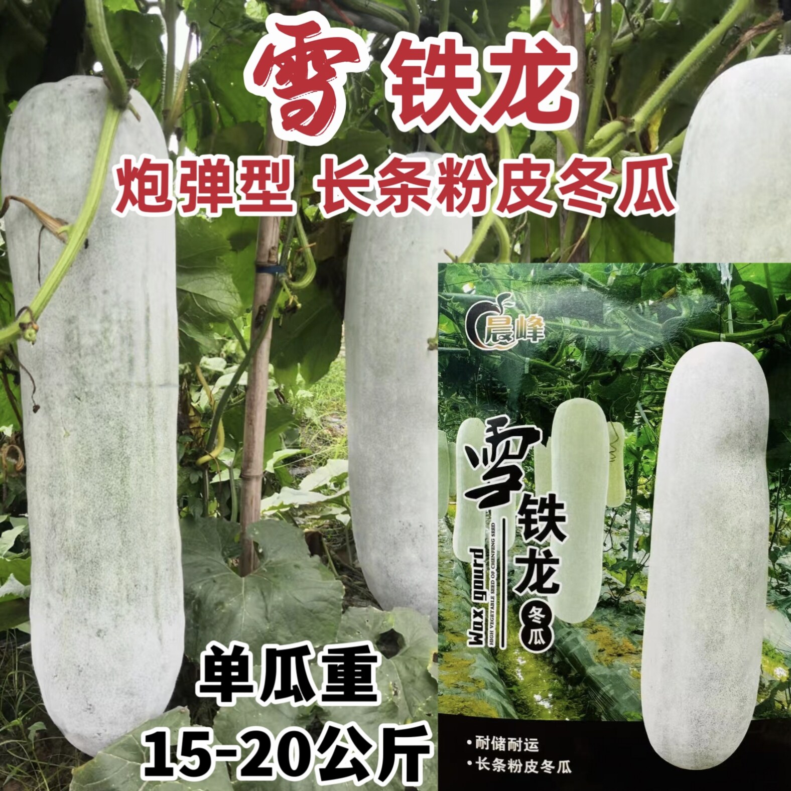 雪铁龙冬瓜种子特大粉皮冬瓜种籽新一代中熟长条炮弹形大冬瓜