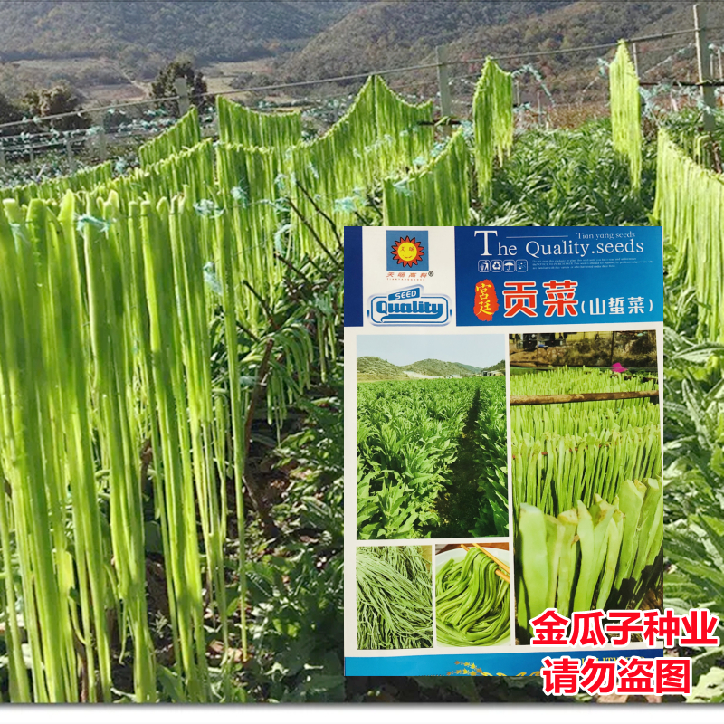 贡菜种子苔干苔菜籽山哲菜山蛰菜