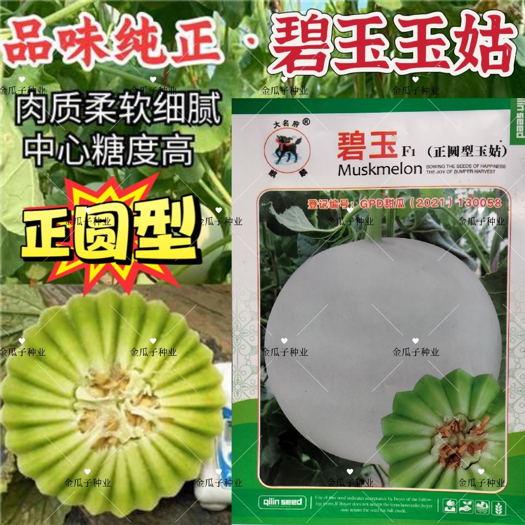 碧玉正圆型玉姑甜瓜种子高端玉菇白皮绿肉冰淇淋软糯香甜蜜瓜香瓜