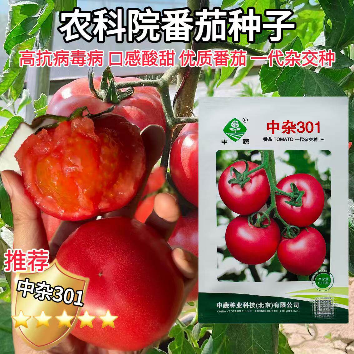 中蔬中杂301番茄种子抗病毒番茄种籽无限生长型大果粉西红柿种籽