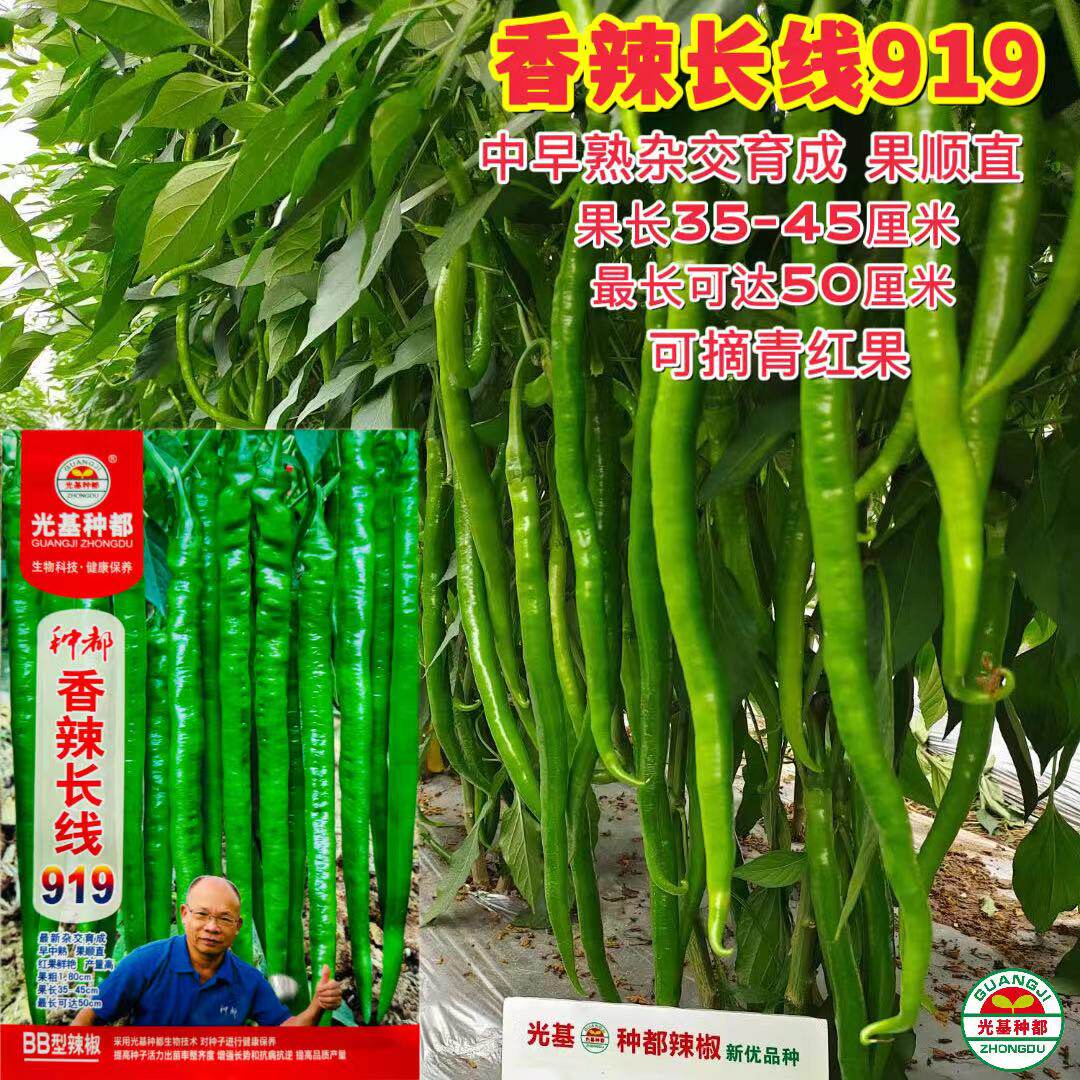 种都香辣长线919辣椒种子线椒辣味中等杂交高产抗病早熟基地种孑