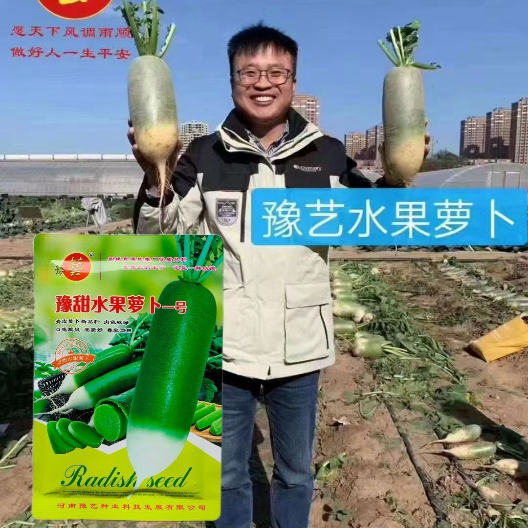 豫甜水果萝卜一号萝卜种子青皮绿肉口感甜脆易生食春秋两用蔬菜籽