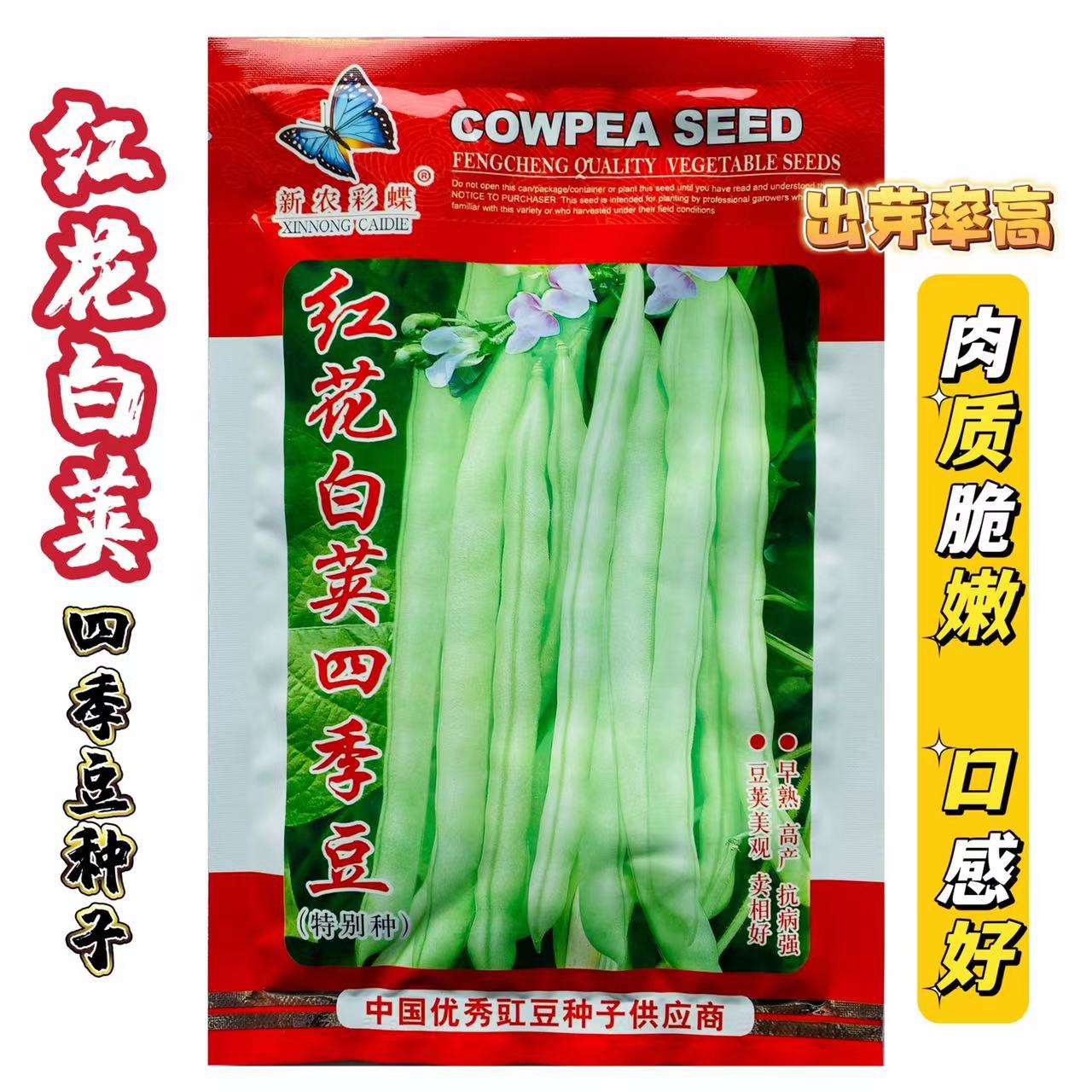 红花四季豆早熟高产耐老耐热条美