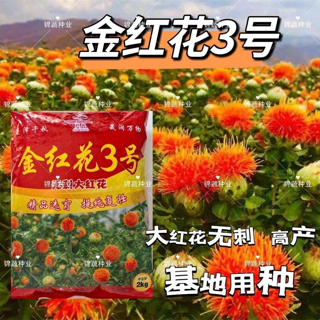 滇红花种子金红花3号花朵大无刺花丝长耐寒耐瘠产量高红花种籽子