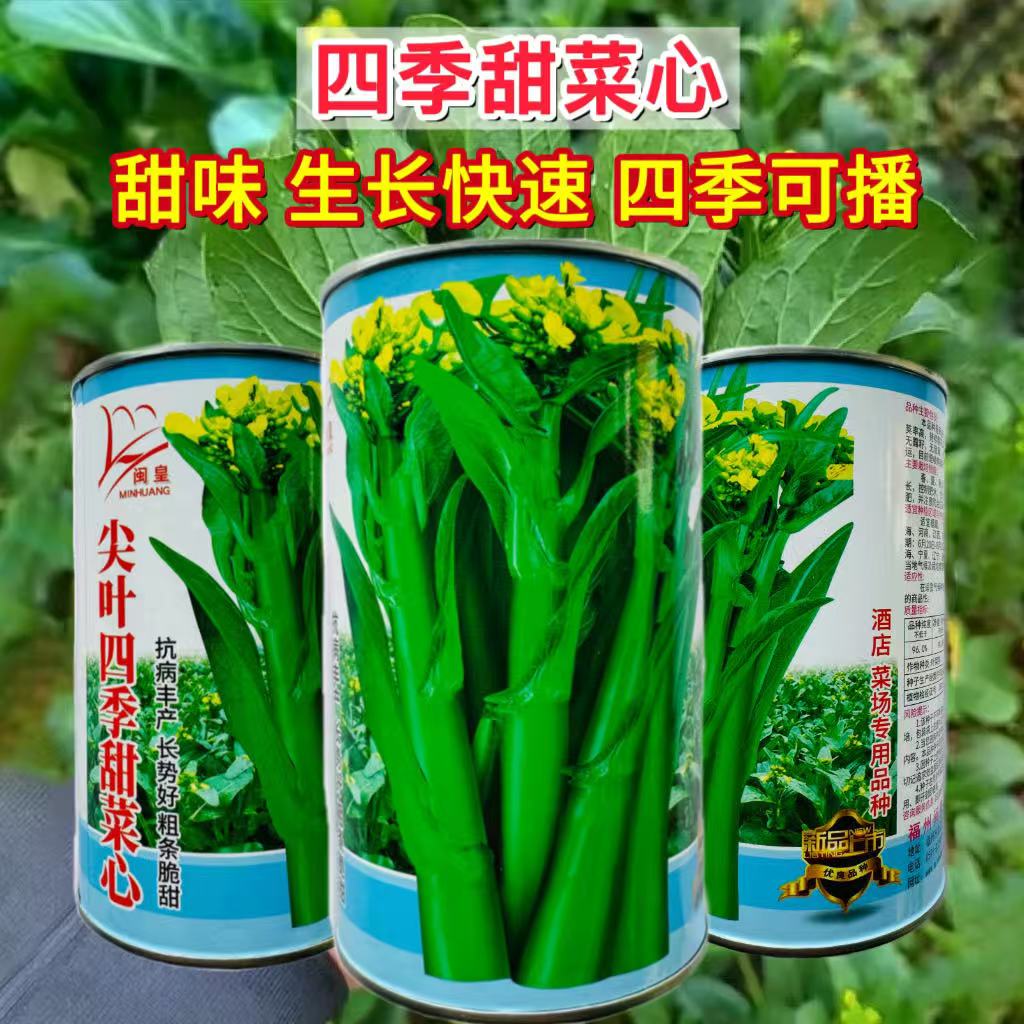 尖叶四季菜心种子甜菜心菜苔种子高产早熟速生甜脆菜芯蔬菜种子孑