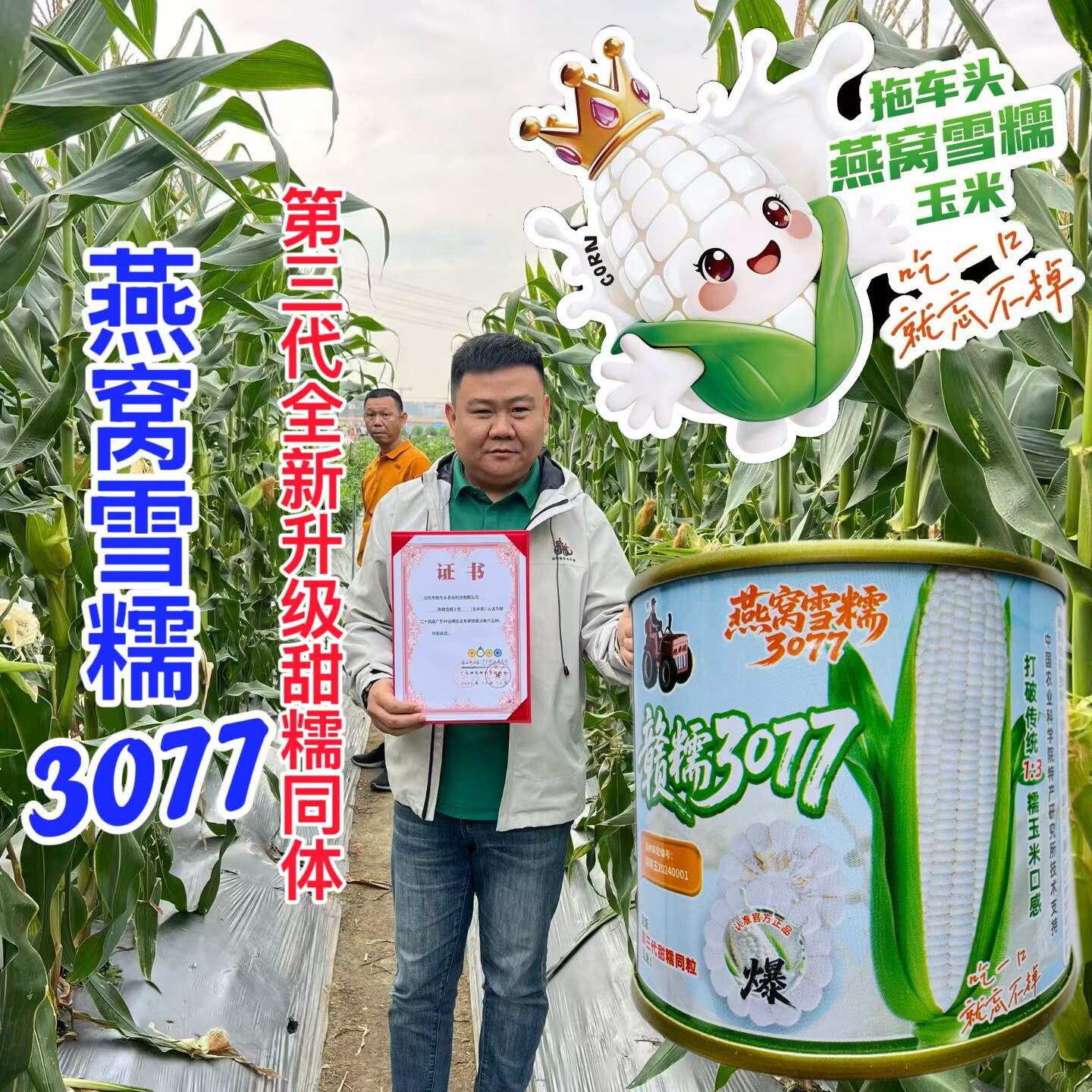 燕窝雪糯赣糯3077玉米种子全新第三代超甜糯玉米甜糯同粒5甜5糯