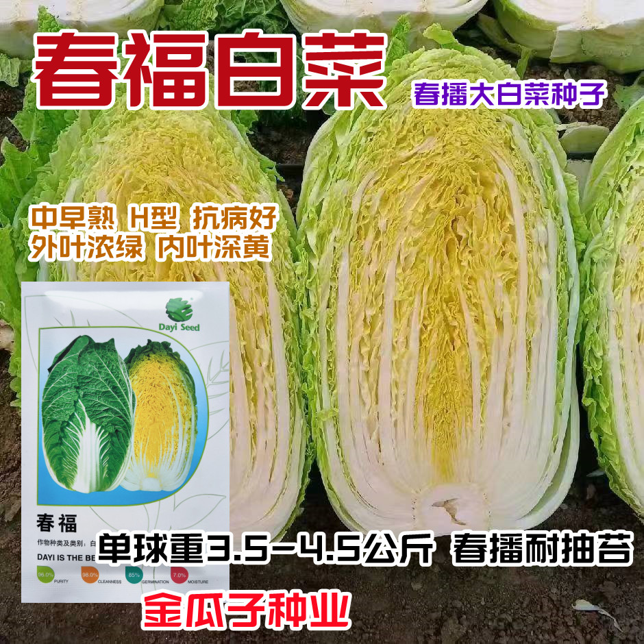 早熟春播大白菜种子耐抽苔抗病