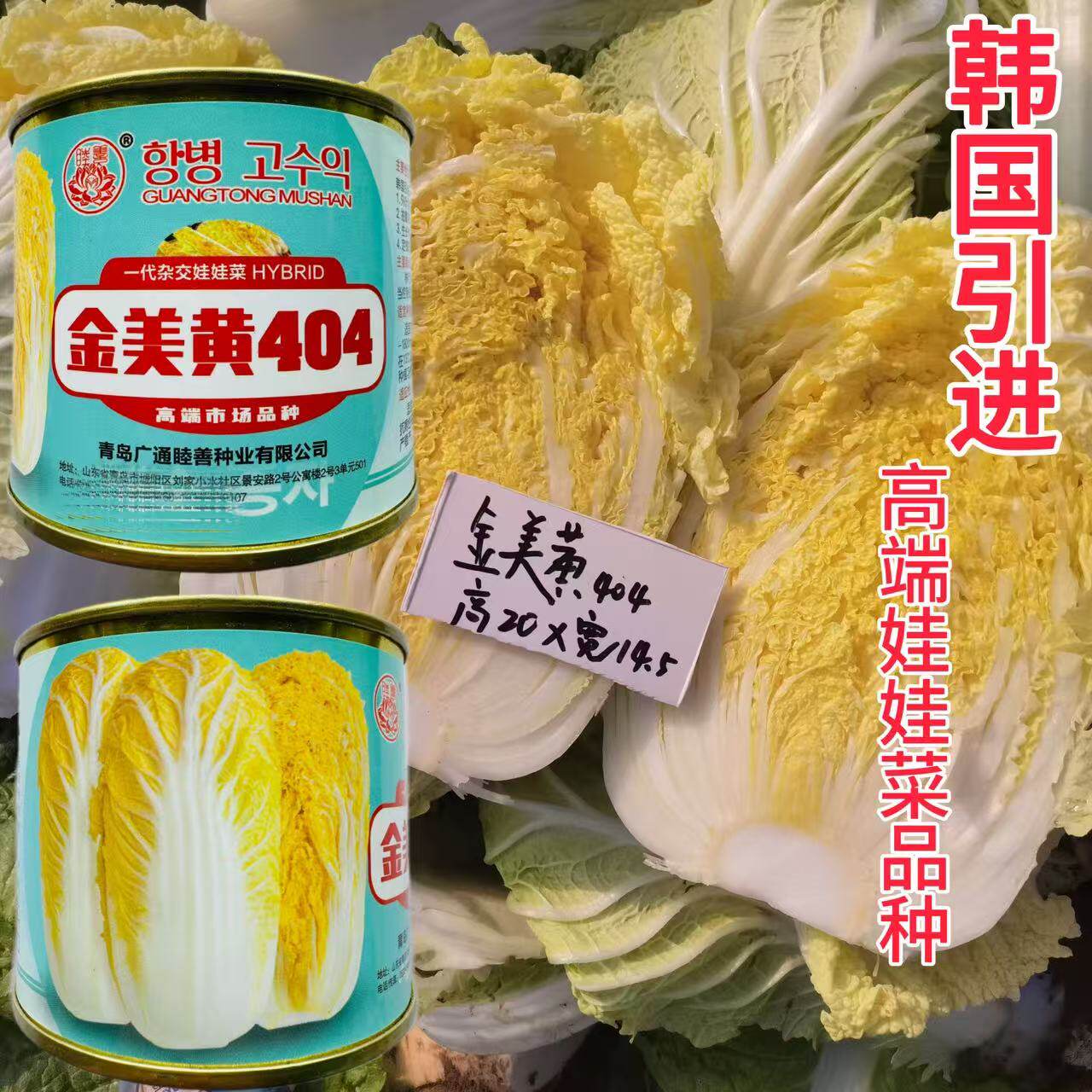 国外进口金美黄404娃娃菜种子一代杂交新型黄心娃娃菜白菜种籽孑