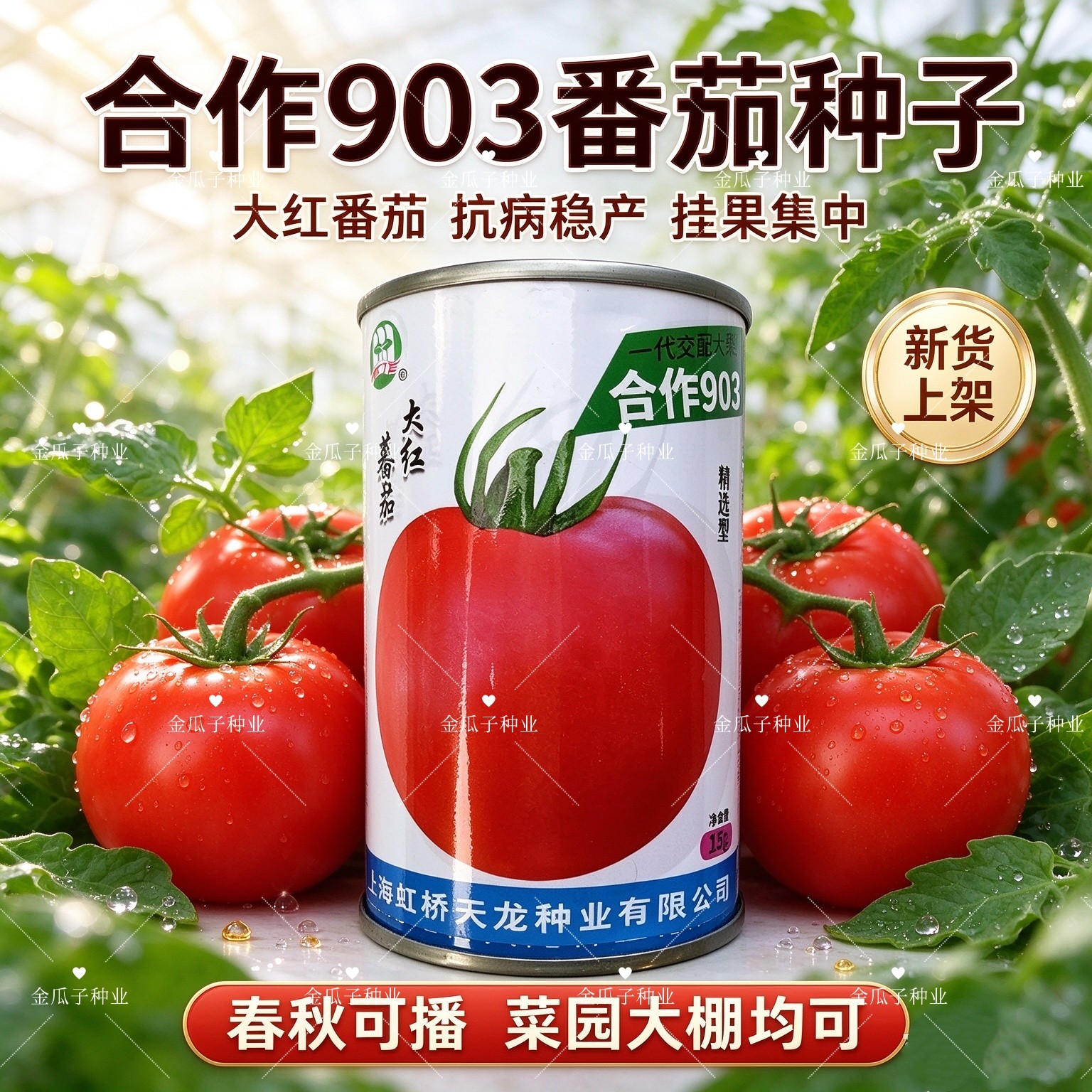 上海合作903番茄种籽高产早熟自封顶大红圆果西红柿种子15克耐储