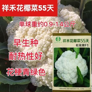 祥禾55天杂交花椰菜种子早熟小米粒青梗松花菜种籽花球松圆花菜种