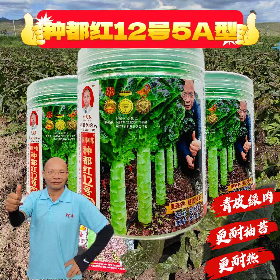 种都红12号莴笋种子丸粒化更耐热型红尖叶淡青皮绿肉高桩型莴笋籽