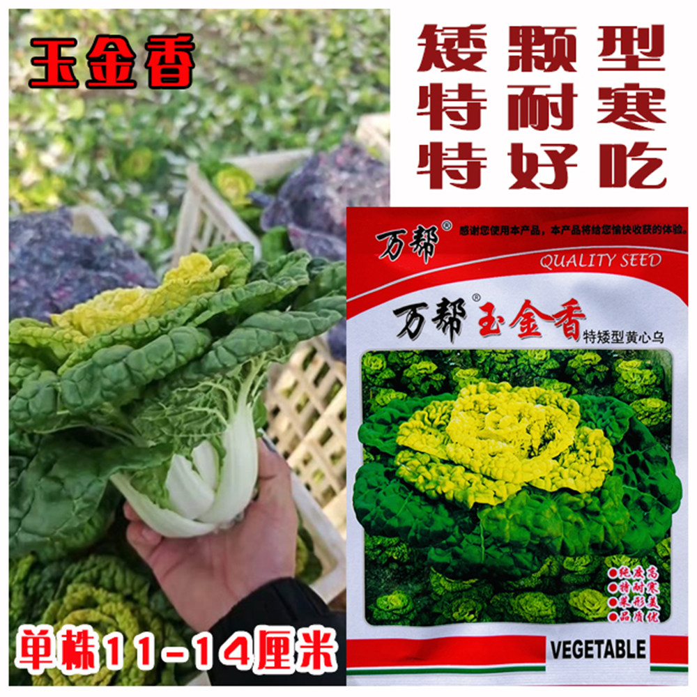 黄心乌塌菜种子乌塌菜籽黄心菜种子乌塌菜种子黄心乌塌菜籽玉金香