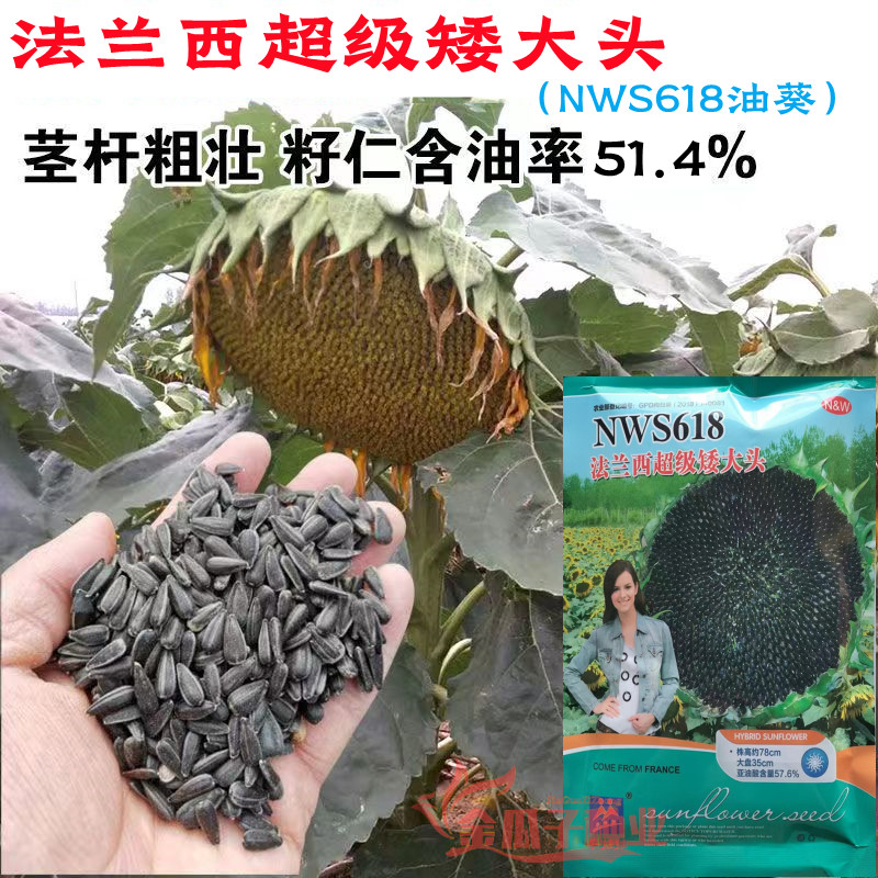 NWS618矮大头油葵抗倒伏矮杆抗旱
