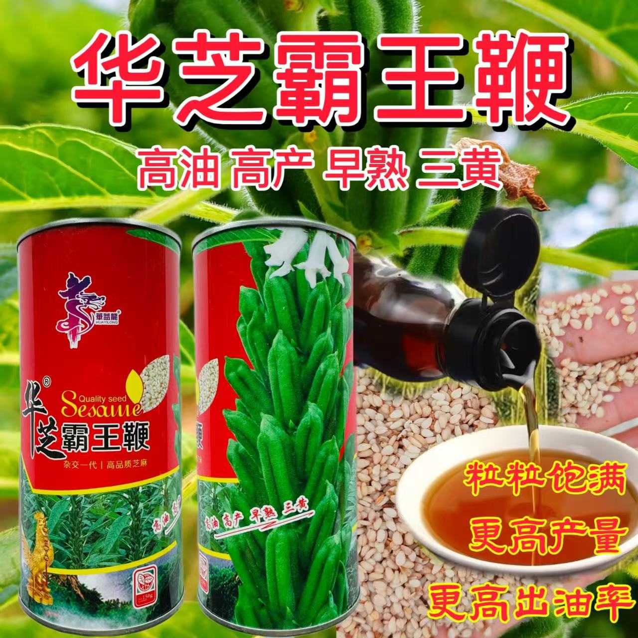 华芝霸王鞭白芝麻种子中早熟抗病高产高油大田春秋季播种蔬菜种孑