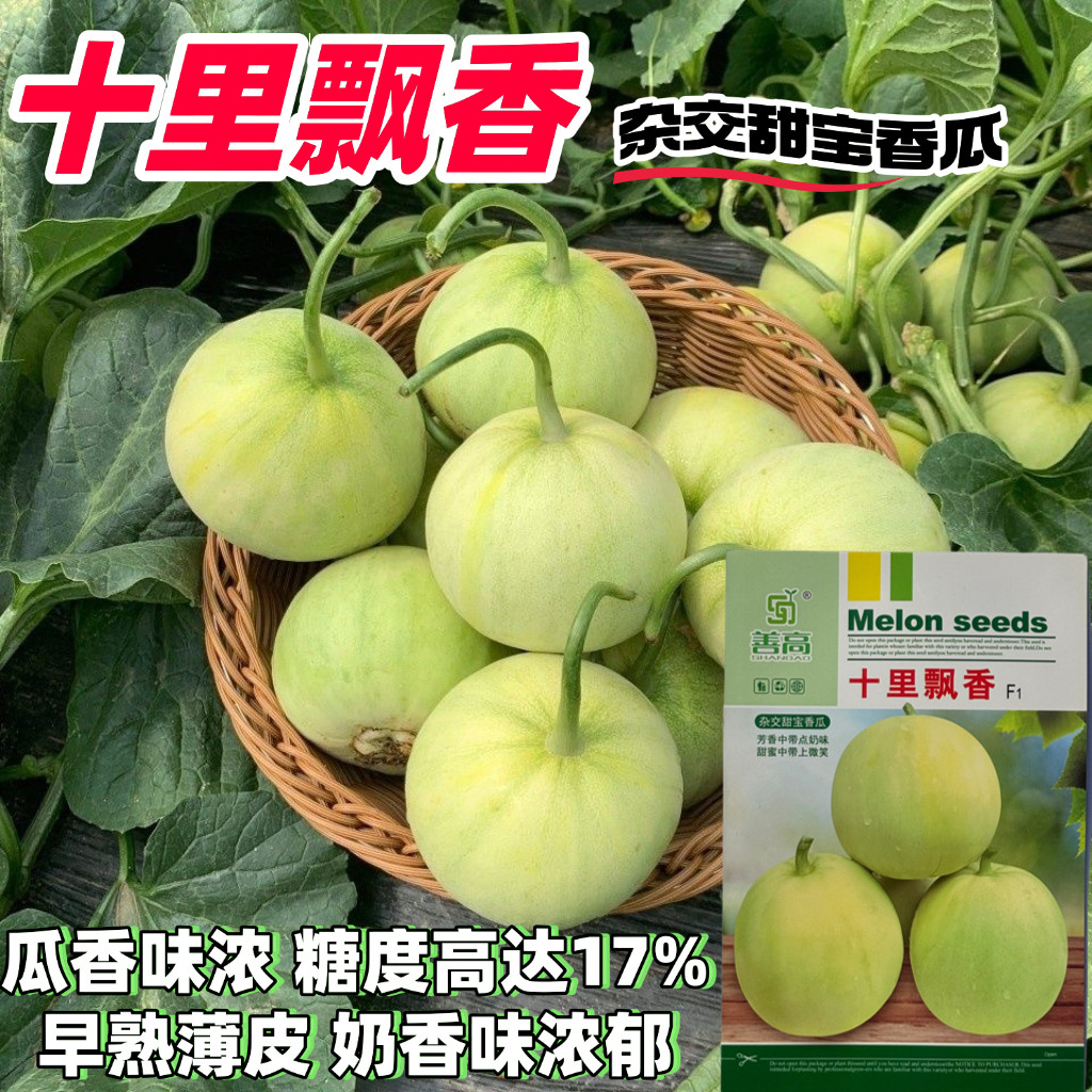善高十里飘香甜瓜种子早熟薄皮杂交高圆型甜宝甜瓜种籽浓香1号2号