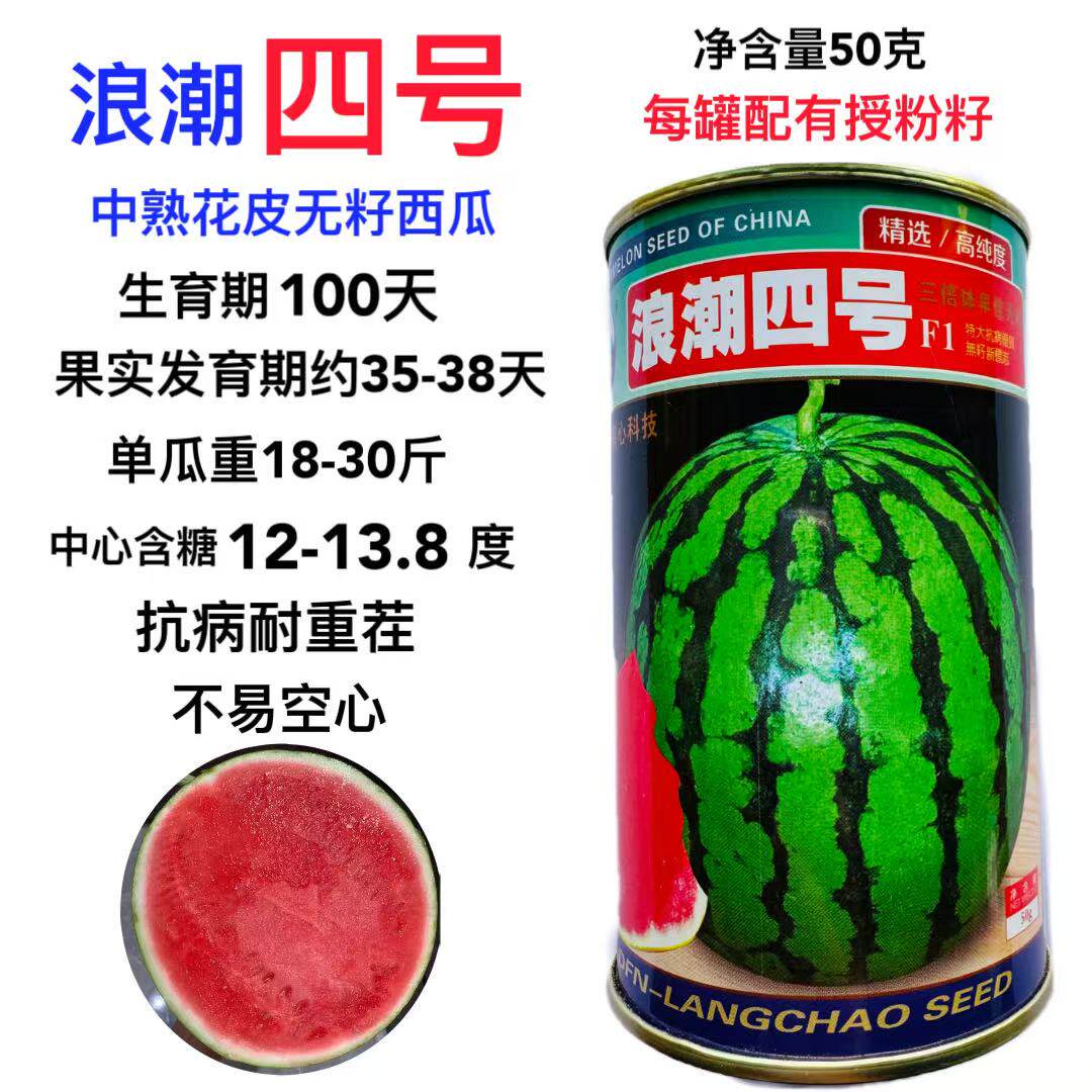 浪潮四号西瓜种子红瓤三倍体无子中熟花皮大果型春季高产优良无籽