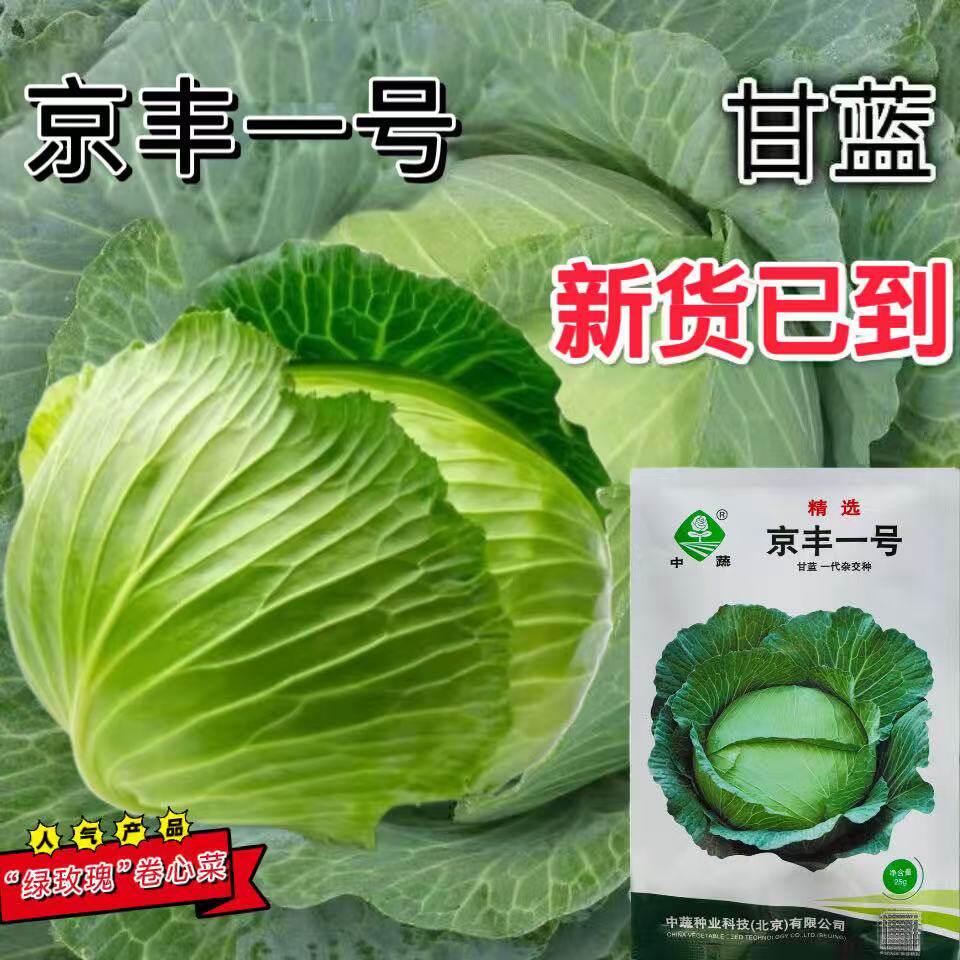 中蔬精选京丰一号甘蓝种子农科院甘蓝扁包菜种籽莲花白种子包头菜