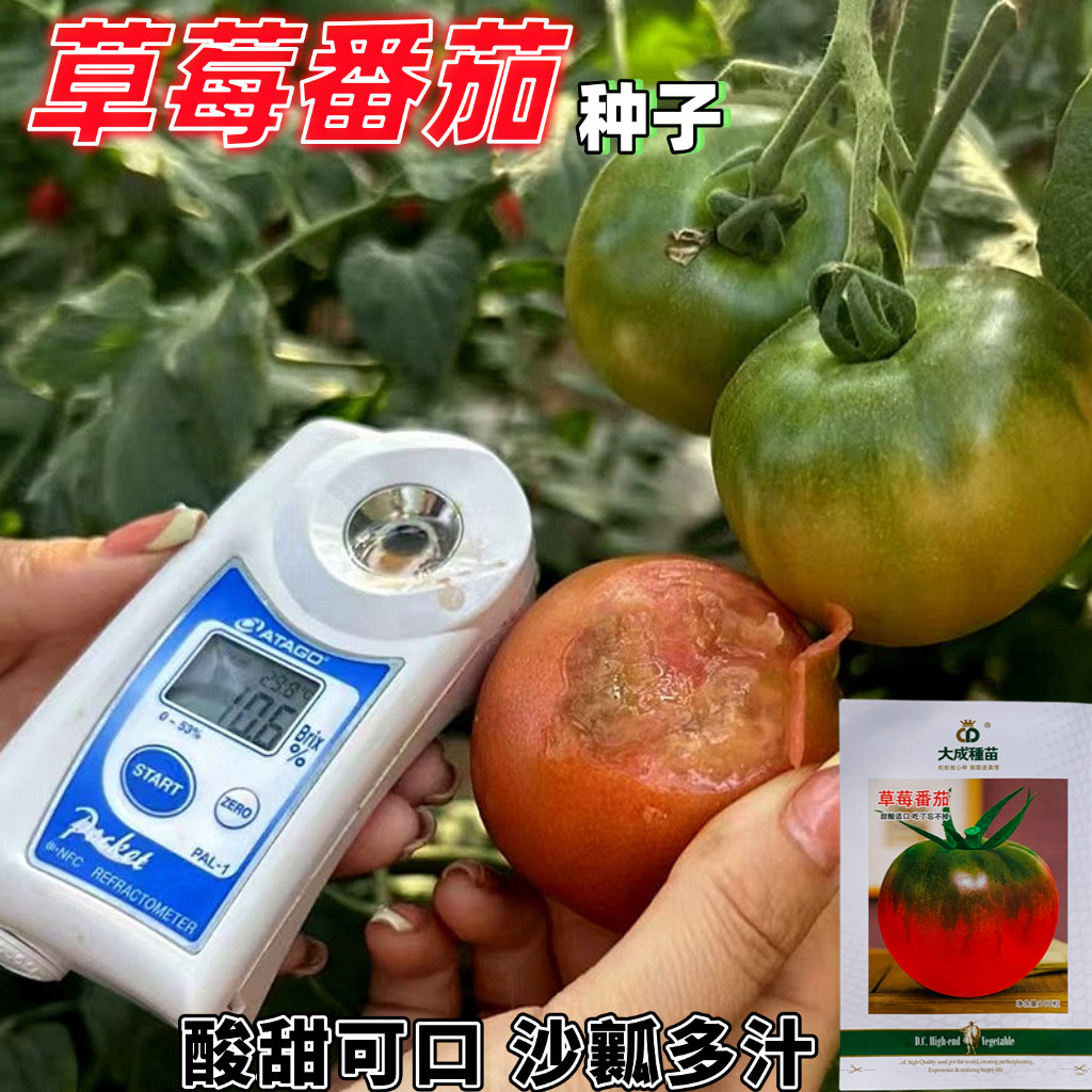 大成种苗草莓番茄种子多心室沙瓤多汁口感酸甜孑抗病性好番茄种籽