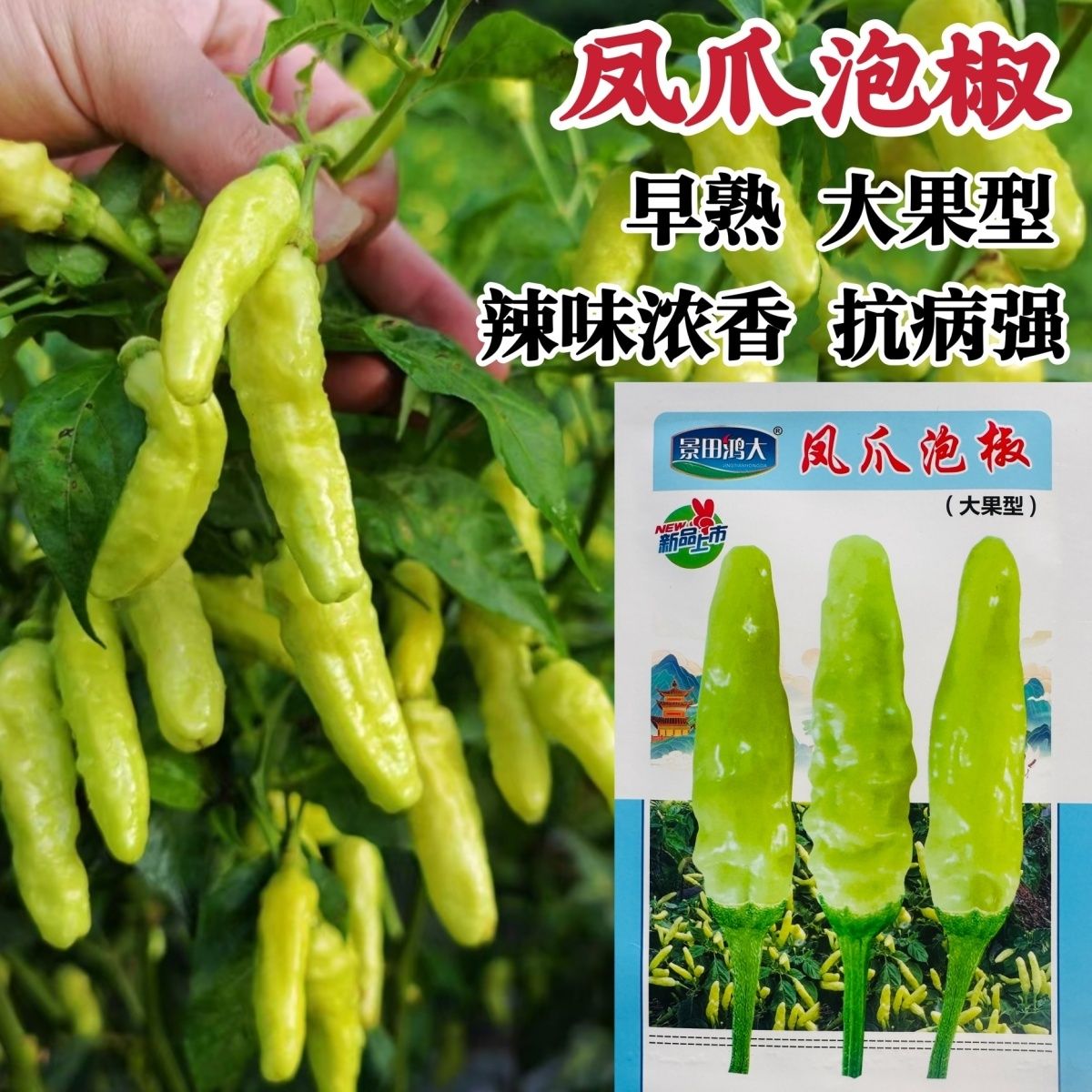 凤爪泡椒种子特辣小米辣种子早熟白米辣朝天椒种子辣香味浓腌渍椒