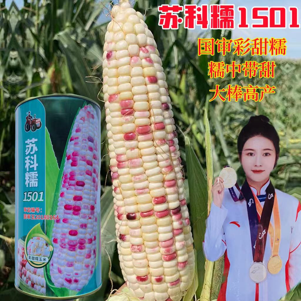 苏科糯1501大棒彩甜糯硬粒抗病