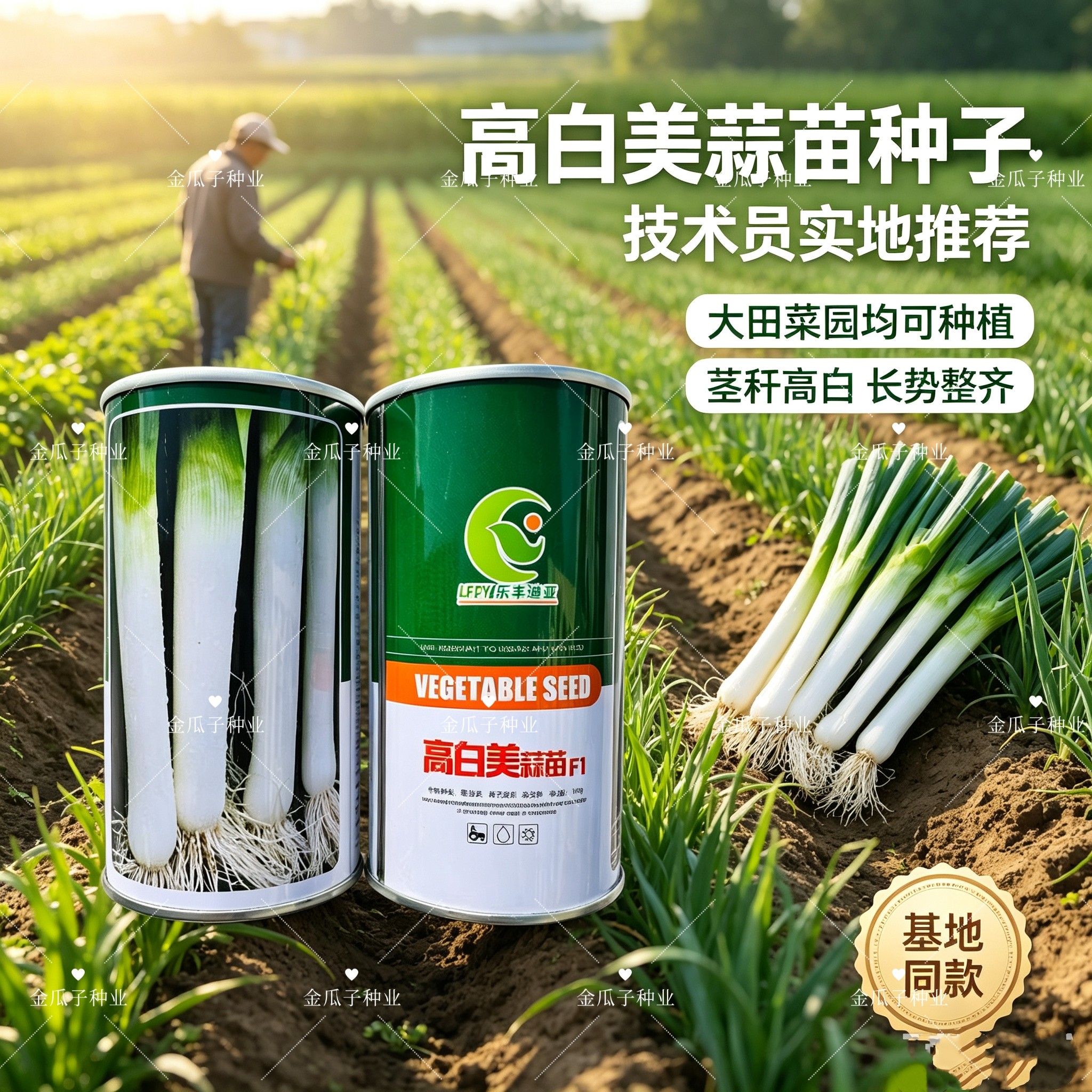 高白美蒜苗种子耐热耐寒高产抗病耐贮运宽叶韭葱种子大田种籽大蒜