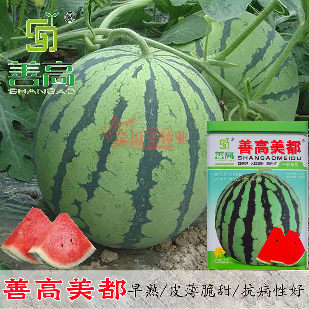 善高美都西瓜种子正宗美都西瓜籽薄皮肉质酥脆早熟圆形西瓜种籽孑