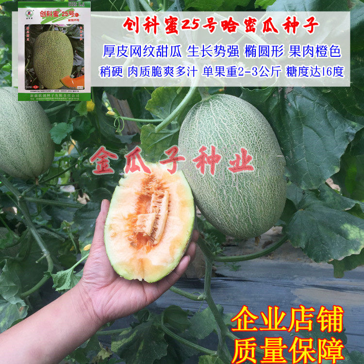 创科蜜25号哈密瓜甜脆多汁高产
