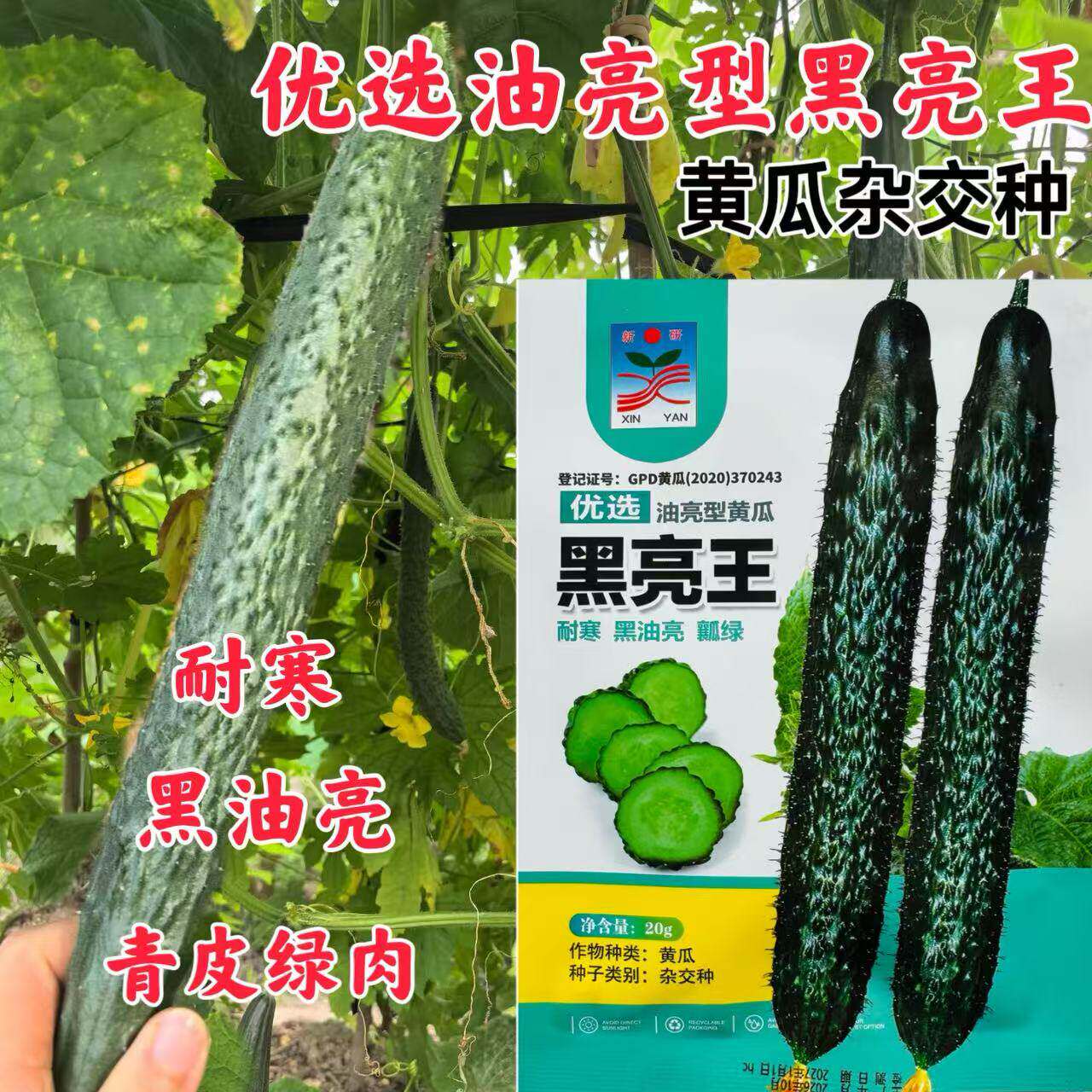 黑亮王黄瓜种子墨绿油亮型绿肉黄瓜种籽高产抗病耐寒大棚露地20克