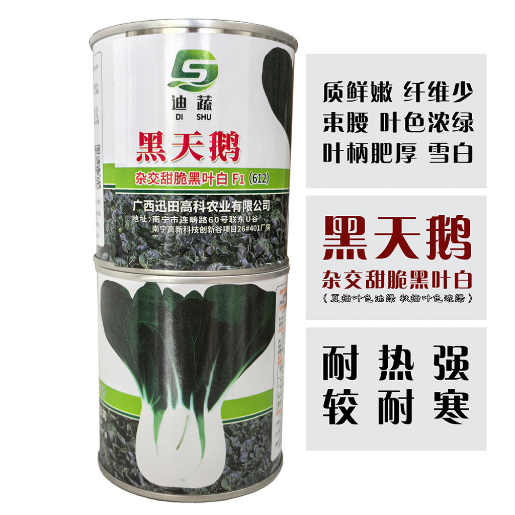 黑天鹅杂交黑叶白小青菜种子小白菜种籽高产抗病耐热耐寒蔬菜种孑