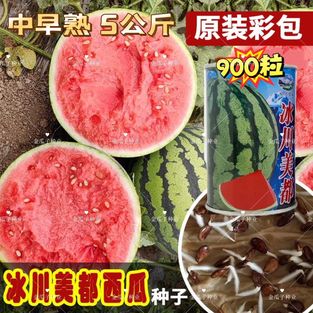 冰川美都西瓜种子高产薄皮耐裂超甜圆果中早熟南方瓜种籽甜脆多汁