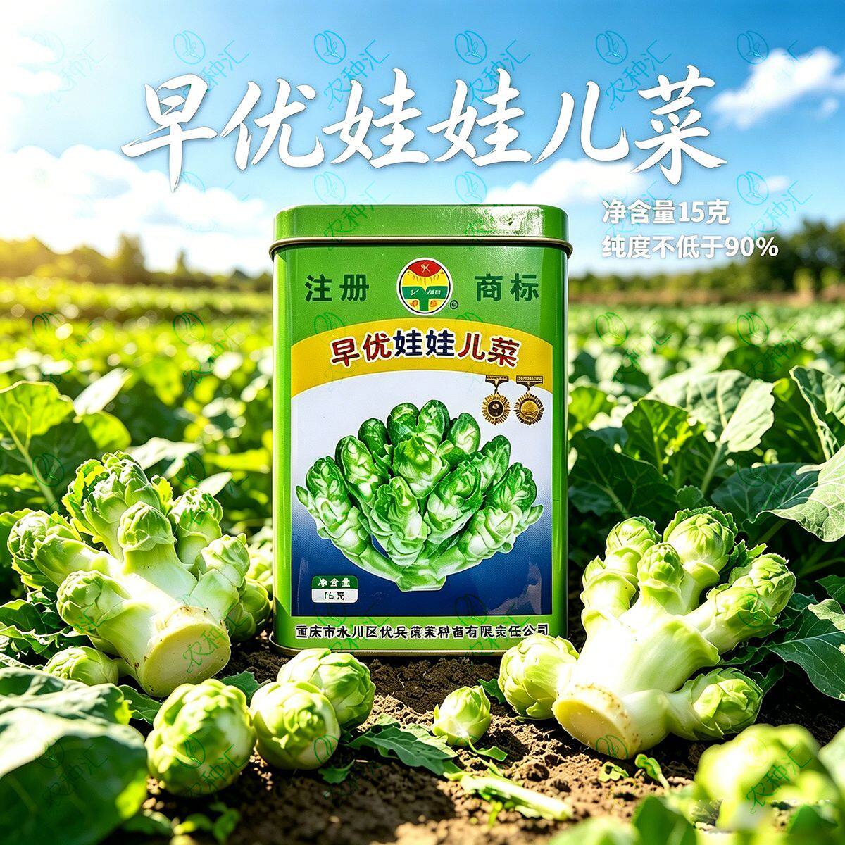 早优娃娃儿菜种子早熟耐热耐寒高产抗病强娃娃菜种籽蔬菜儿菜种子