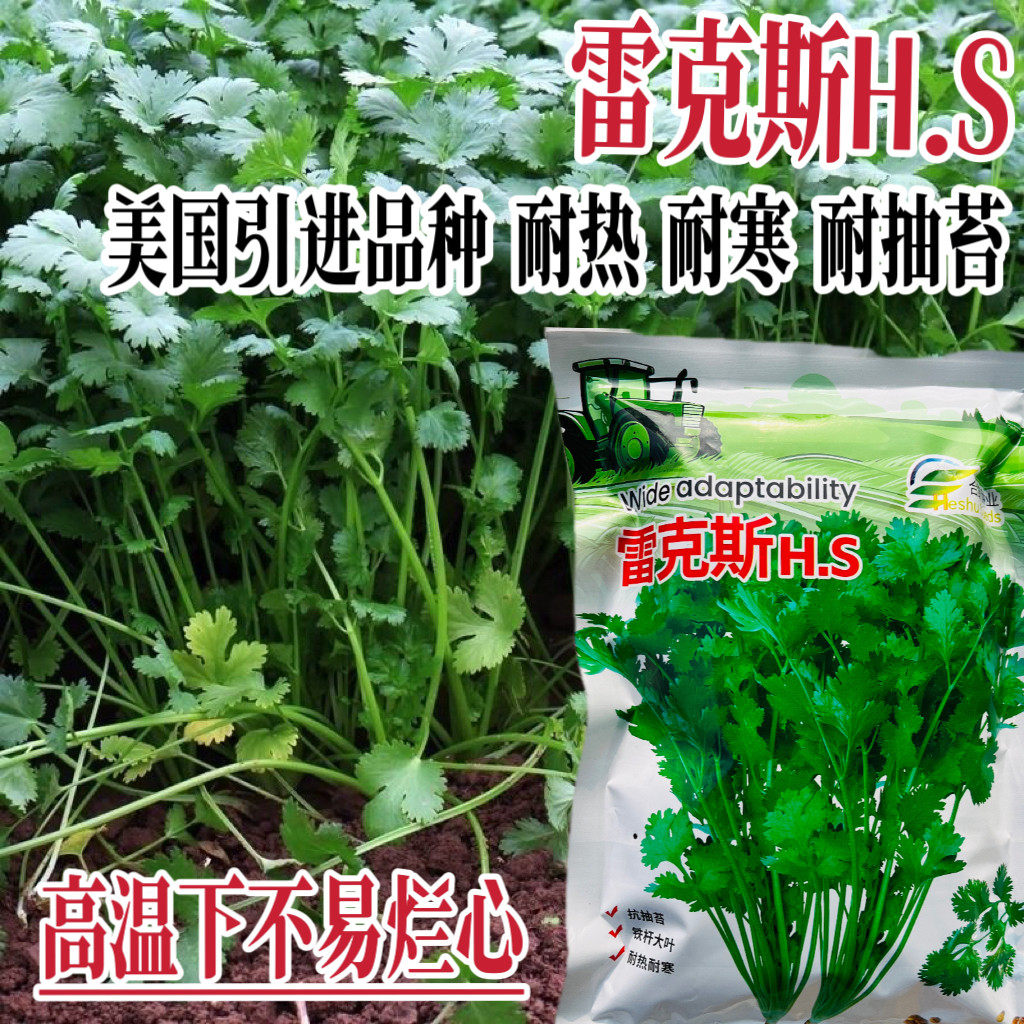 雷克斯美国引进品种香菜种子耐热耐寒耐抽苔高温下不易烂心香菜种