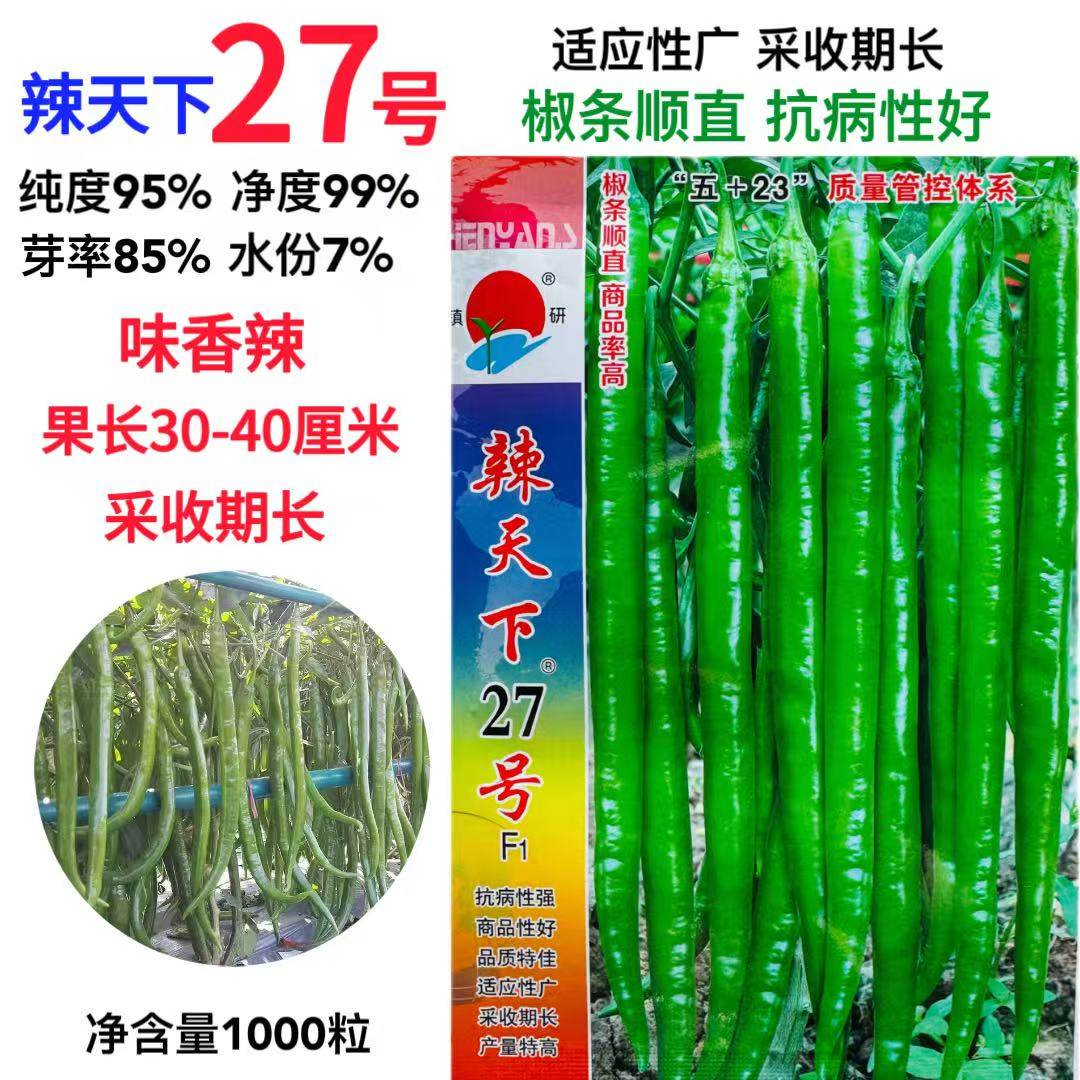 线辣种子辣天下27号优质早熟香辣高产抗病商品性佳农家春秋播精选