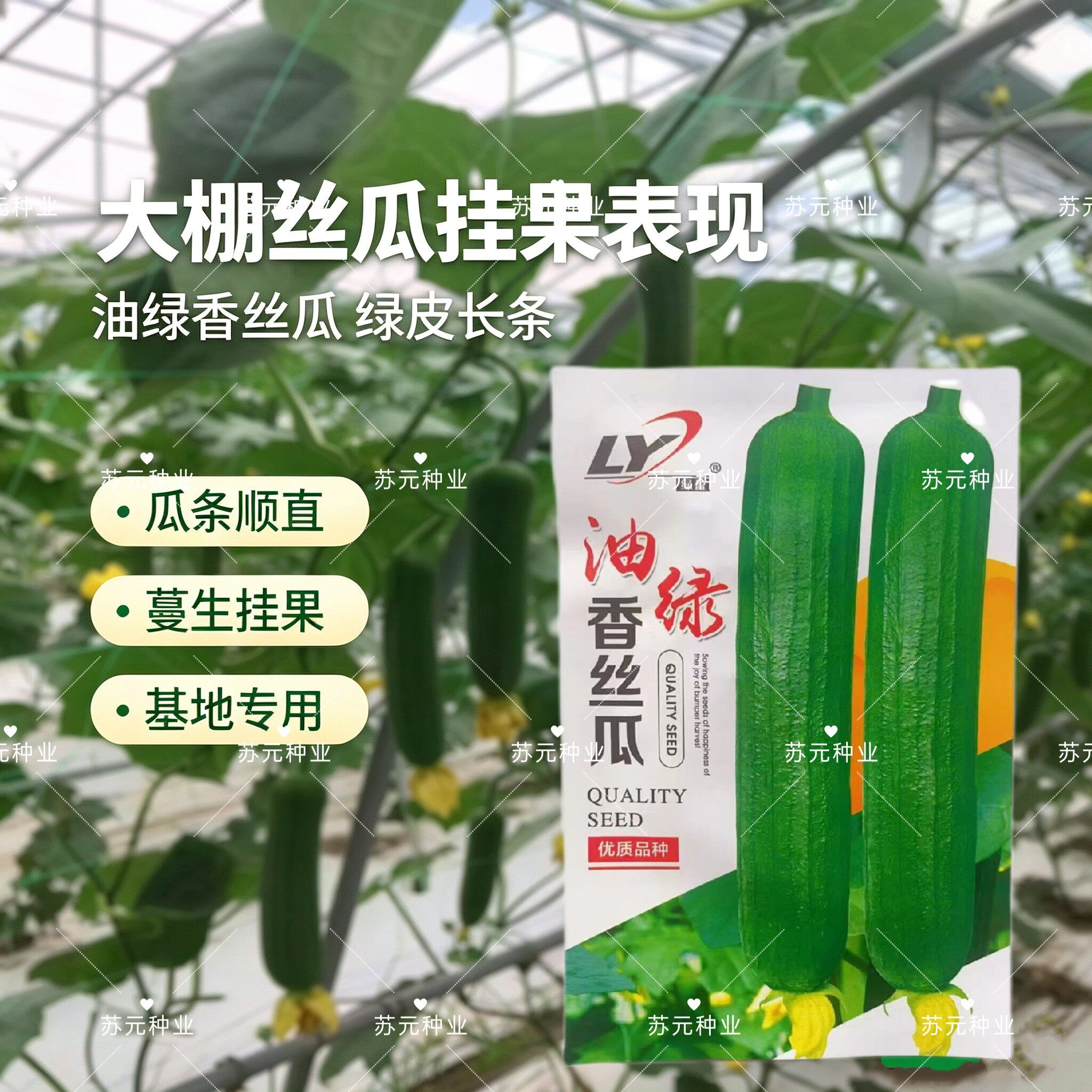 绿盈油绿香丝瓜种子白籽皮色油亮肉厚味浓结果能力强早熟蔬菜种籽