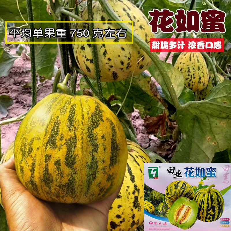 花如蜜花姑娘早熟甜瓜种子绿肉甜脆多汁香味浓甜瓜种籽香瓜种子