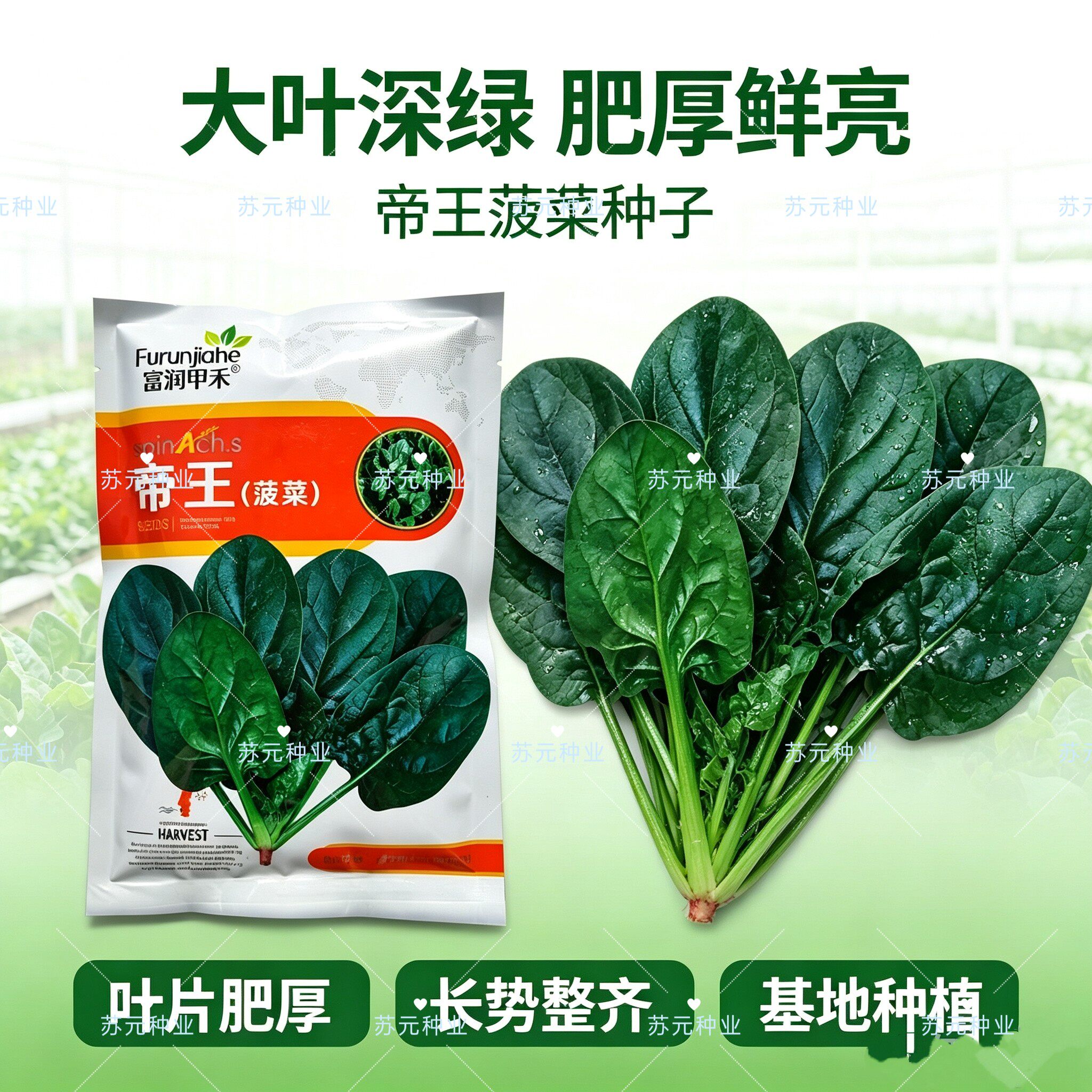 全新升级帝王菠菜种子国外引进中早熟耐抽苔抗死苗肉厚耐热耐寒籽