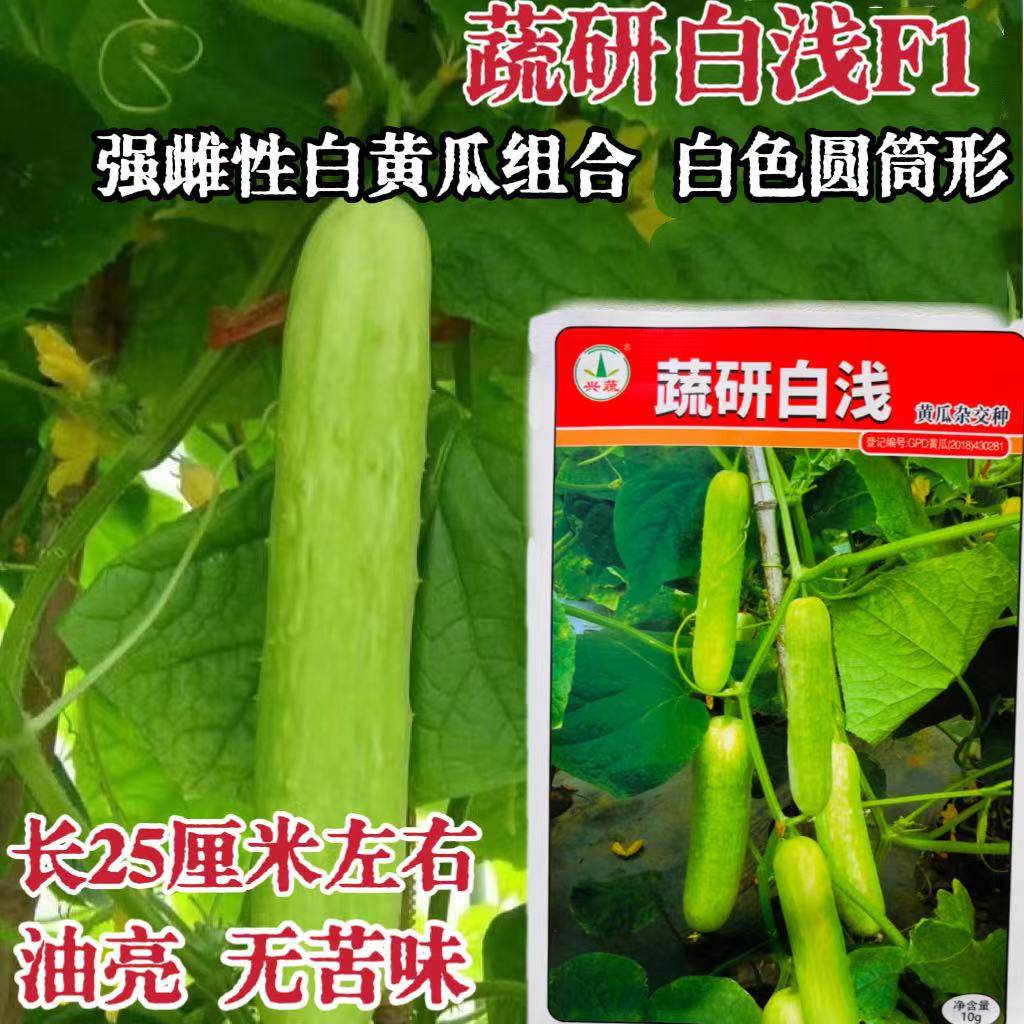 蔬研白浅黄瓜种子早熟强雌高产黄瓜种籽无瓜把圆筒形瓜浅绿白油亮