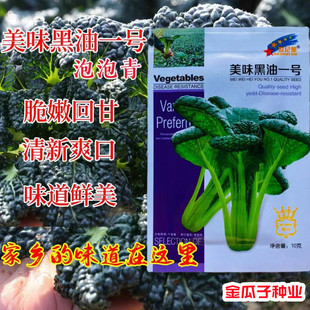 美味黑油一号种子耐寒耐抽苔乌塌菜春不老高价菜黑油菜阳台菜园籽