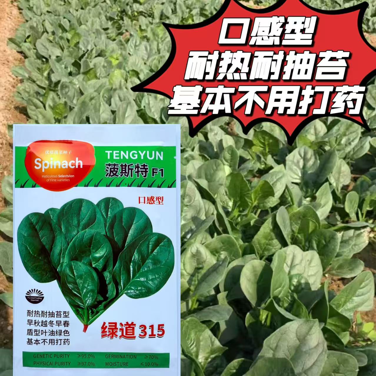 波斯特绿道315耐热菠菜种子40克深油绿色大半圆叶菠菜种籽 耐捆扎