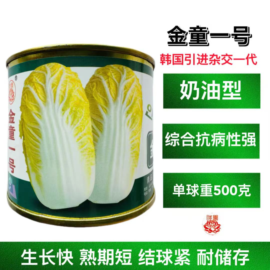 金童一号娃娃菜种子韩国引进四季可播种奶油小白菜快菜种子100克