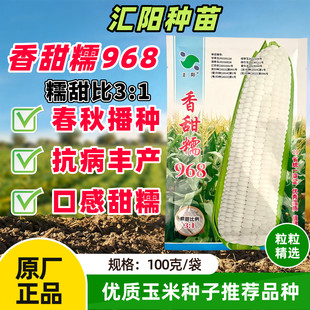 香甜糯968玉米种子鲜食糯玉米种籽大棒高产甜糯玉米种孑