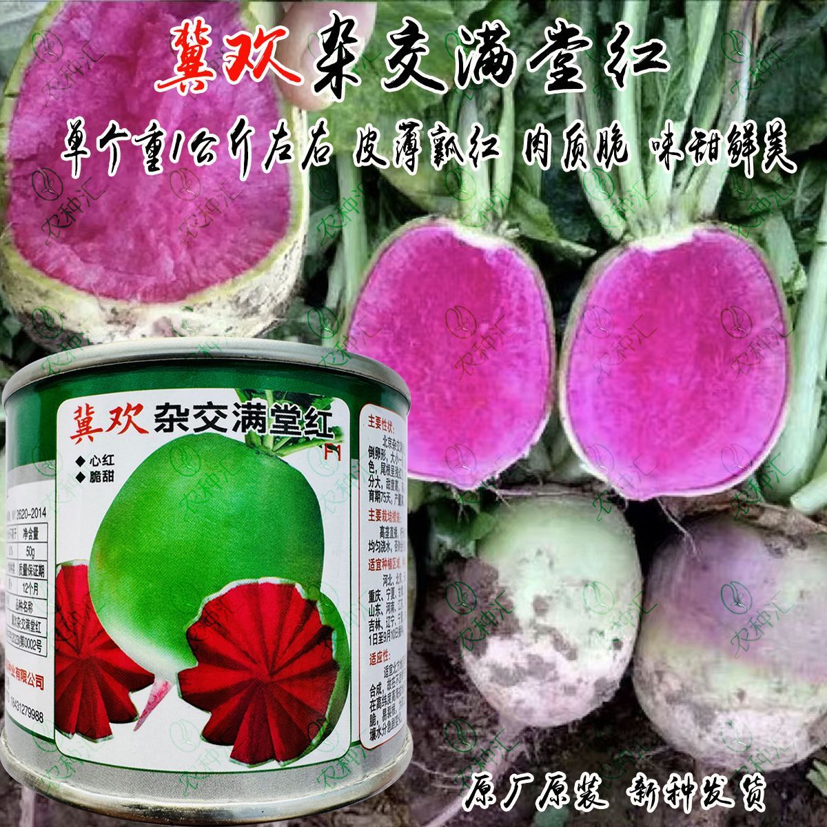 满堂红萝卜种子心红脆甜心里美萝卜种子甜脆鲜美秋季蔬菜种籽
