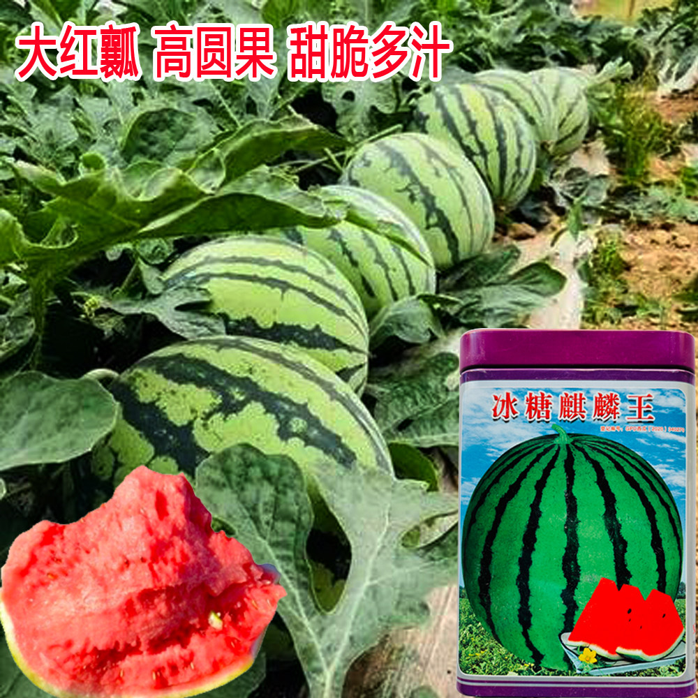 冰糖麒麟王西瓜种子籽特大高产薄皮巨型甜王南方四季蔬菜水果种孑