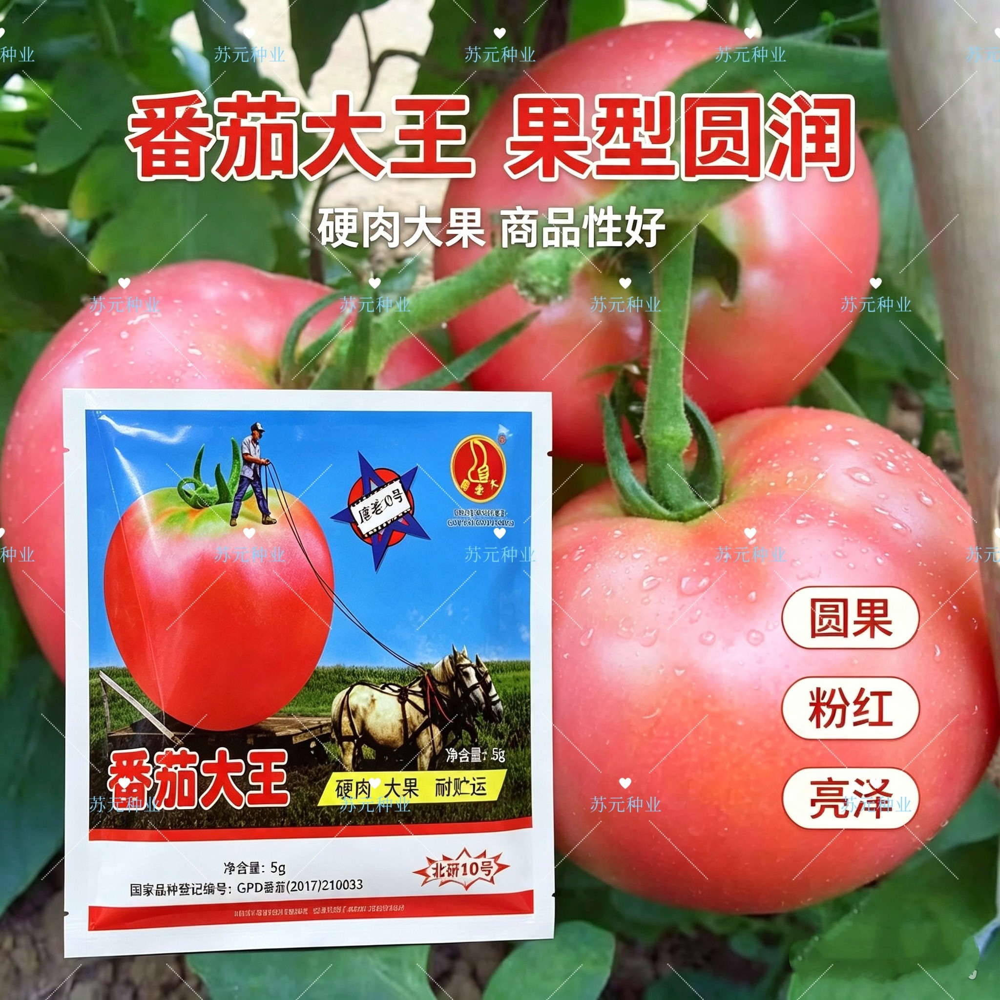 番茄大王西红柿种子粉红大果硬果耐裂杂交种抗病强番茄种子有青肩