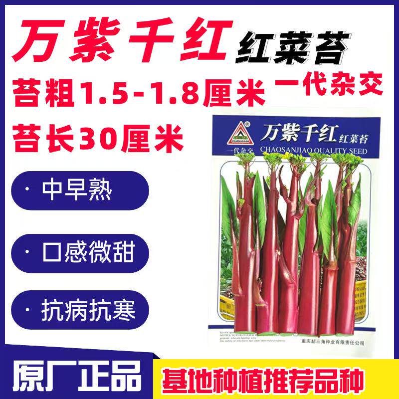 万紫千红红菜苔种子红菜心洪山菜苔种籽耐寒抗病中早熟菜薹种籽