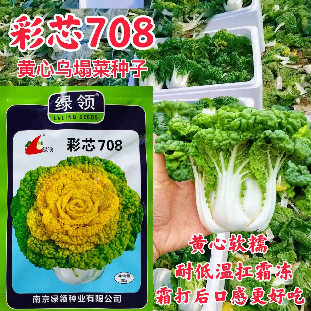 绿领彩芯708黄心乌菜种子杂交黄心青菜乌菜皱叶耐寒白菜种籽20克